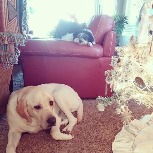 10857901_772427382811542_8549137905995617047_n (1)