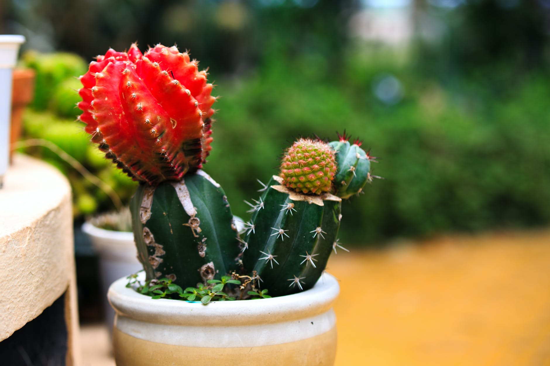 red and green cactus plant in white ceramic pot